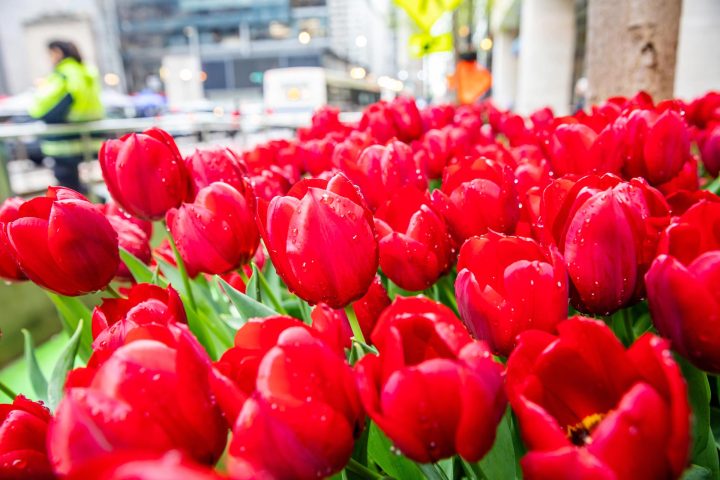tulips